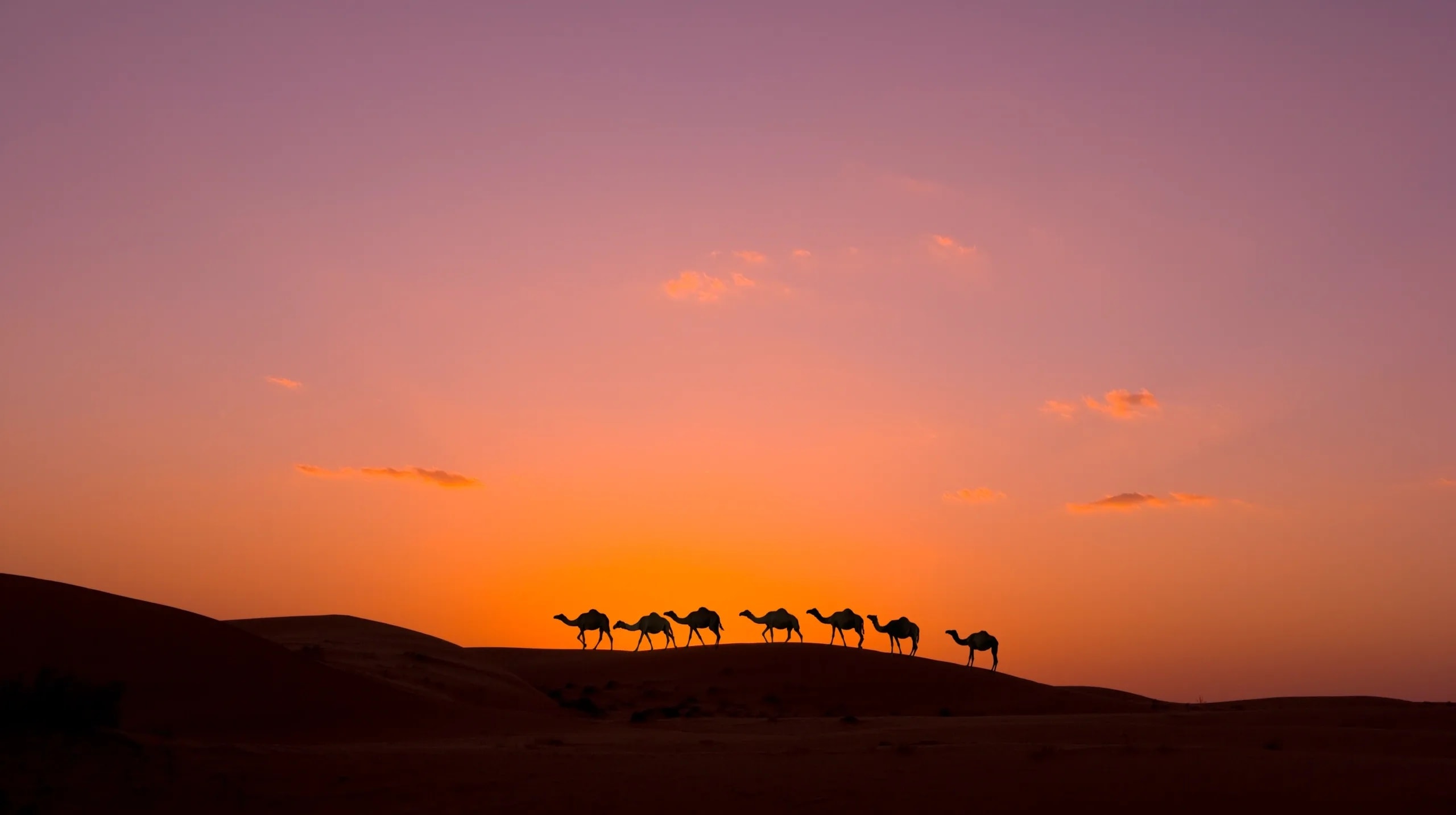 Wahiba Sands Desert Safari